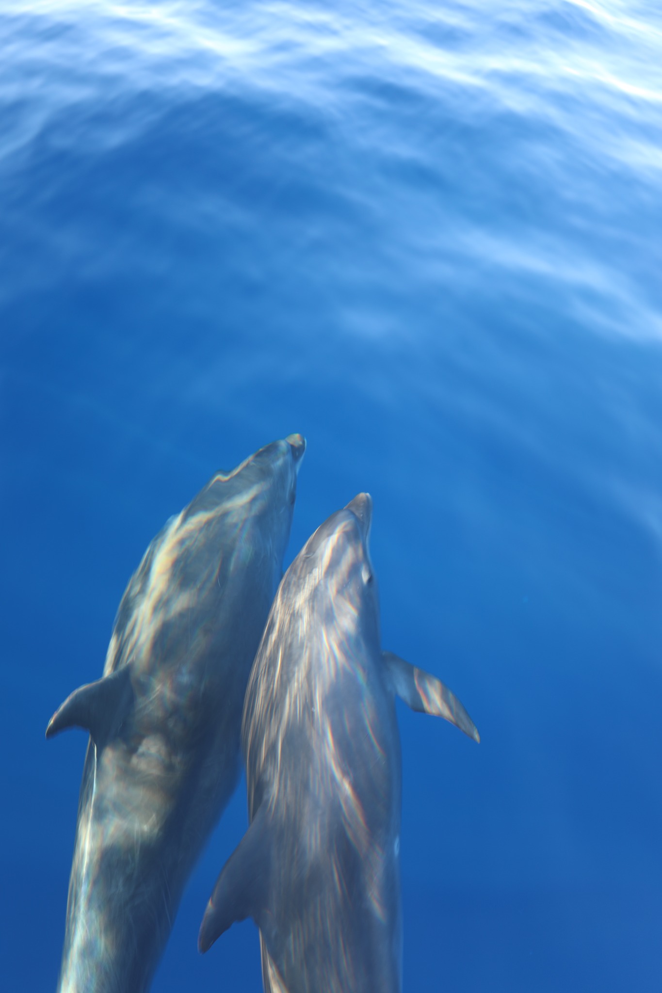 a bird flying over a body of water