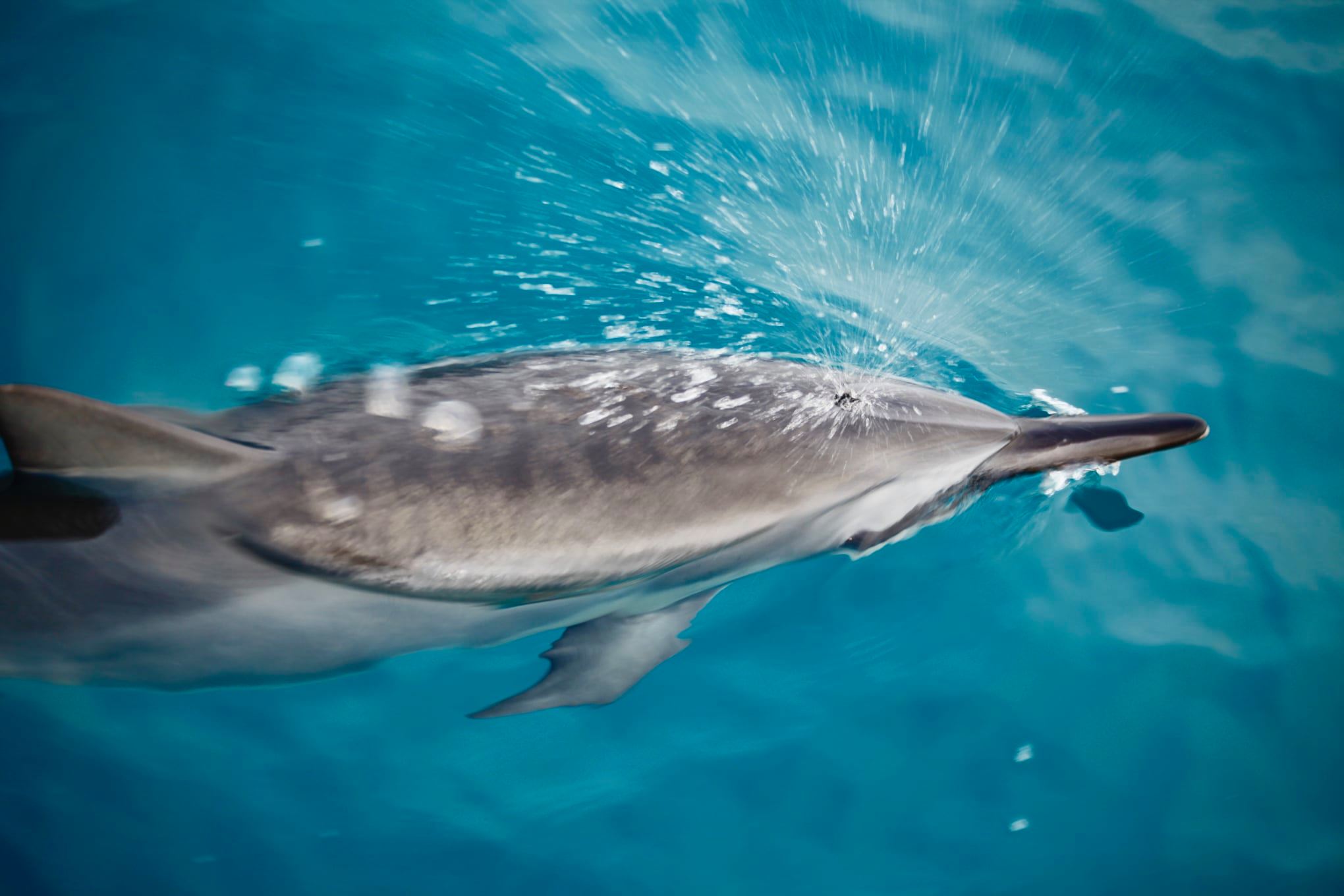 a fish swimming under water