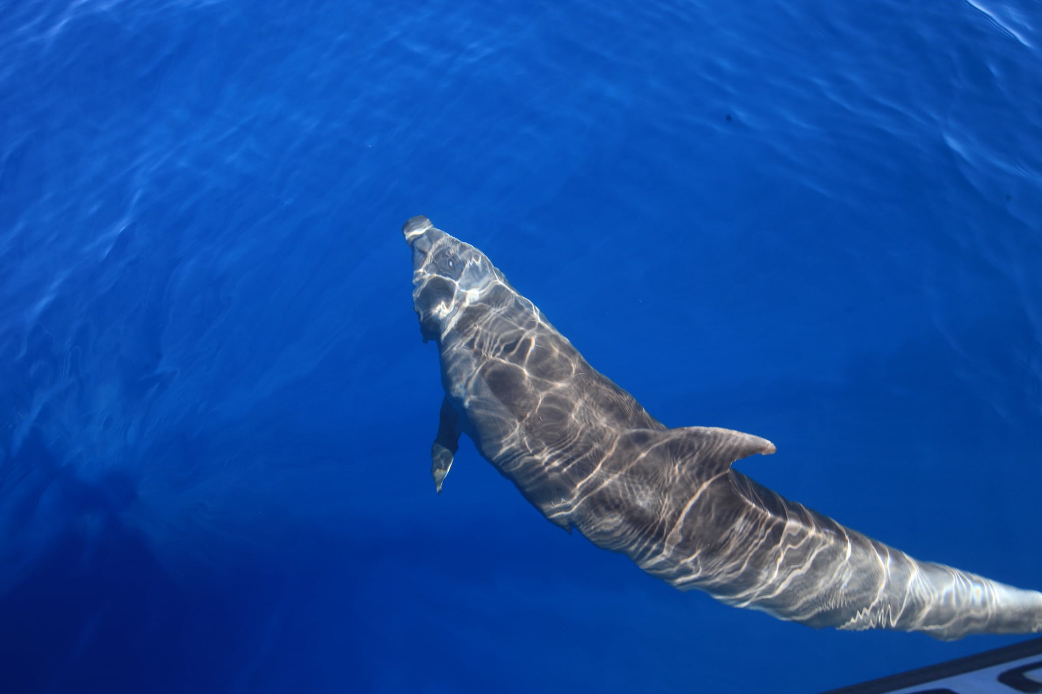 a fish swimming under water