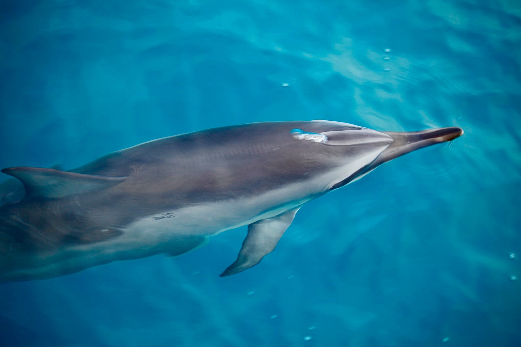 a fish swimming under water