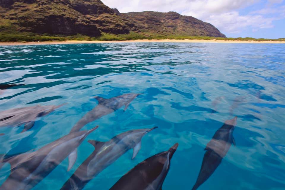 a group of people swimming in a body of water