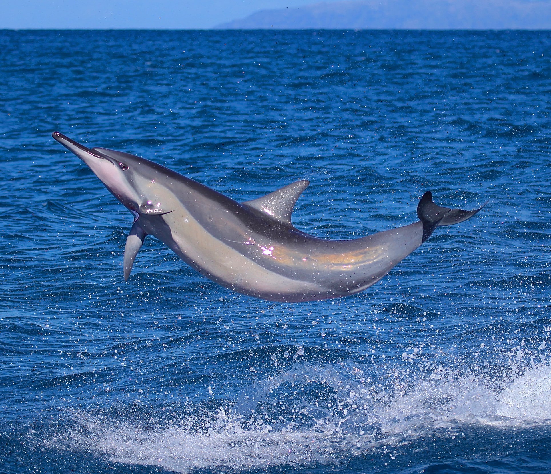 a dolphin jumping out of the water