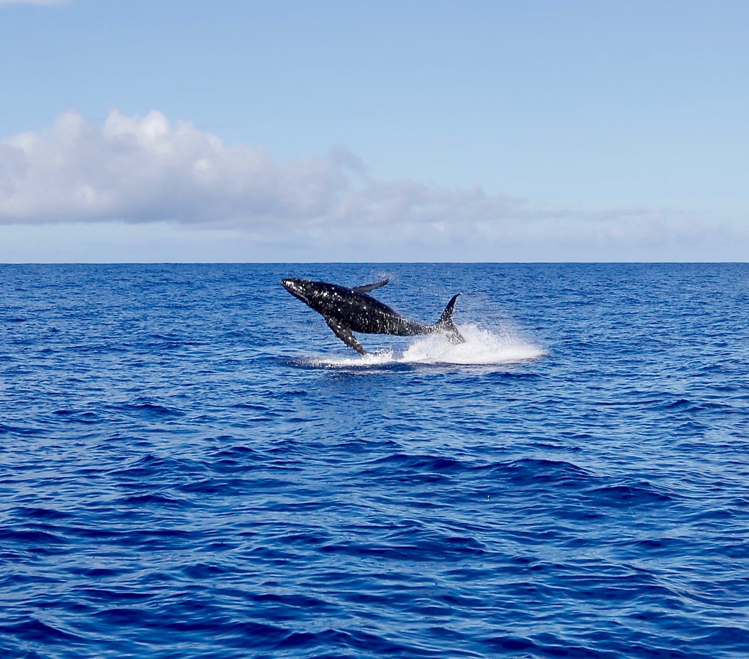 a whale swimming in a body of water