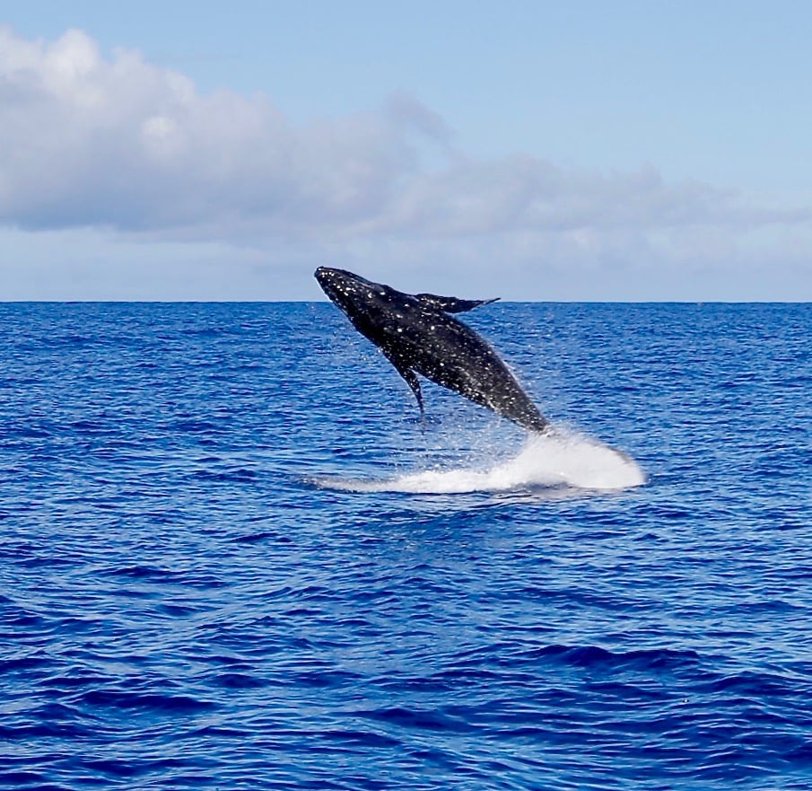 a whale jumping out of the water